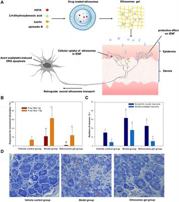 Platinum-Induced Peripheral Neuropathy (PIPN): ROS-Related Mechanism, Therapeutic Agents, and Nanosystems